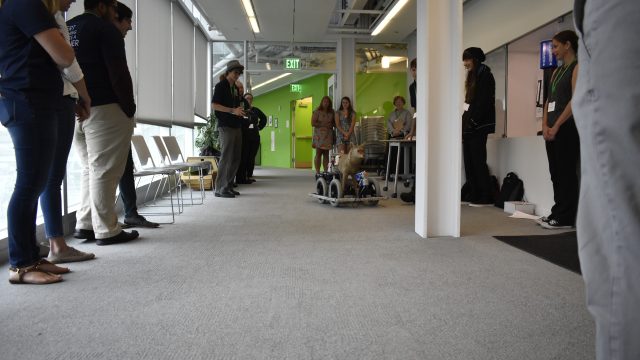 Robotic Coyote Demonstation